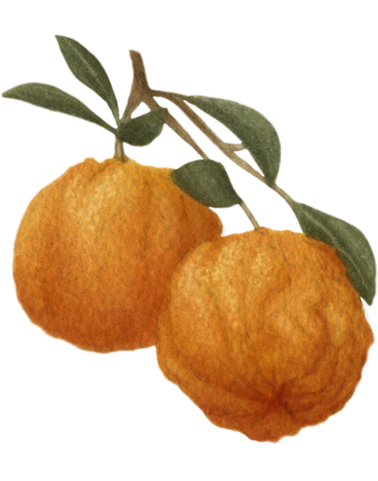 Bitter Orange Plant