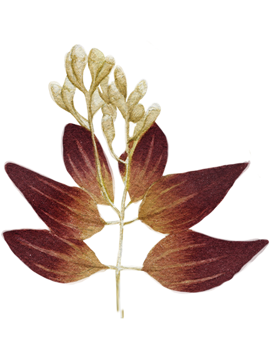 Illustration of the Cinnamon plant