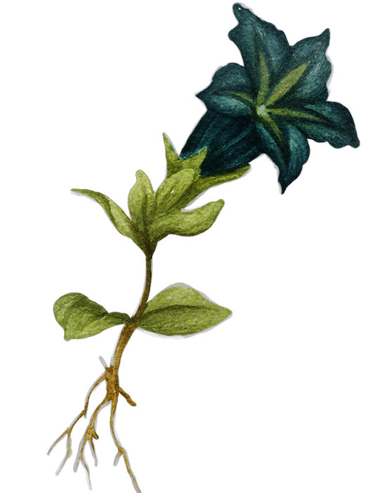 Illustration of a Gentian flower with roots