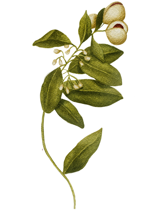 Nutmeg Plant